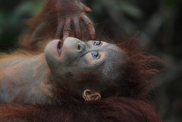 野生动物 哺乳动物 猴 - 上的免费照片