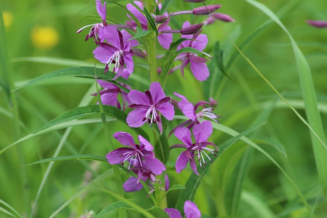 花卉 自然 植物 - 上的免费照片