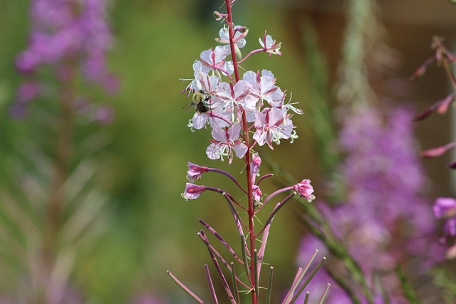 花卉 自然 植物 - 上的免费照片