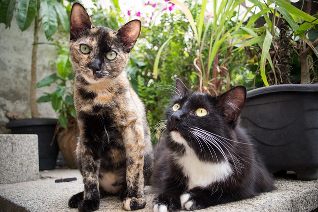 哺乳动物 动物 猫 - 上的免费照片