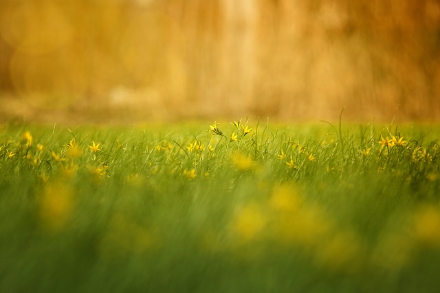 草 自然 字段 - 上的免费照片