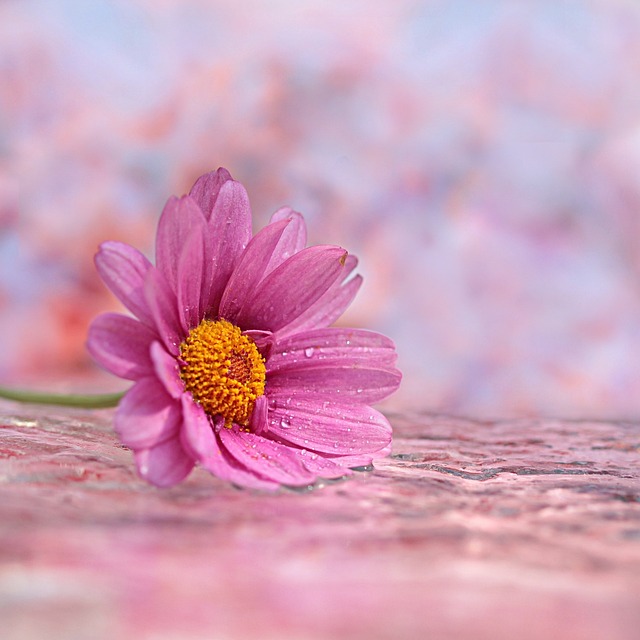 静物 花 玛格丽特 - 上的免费照片