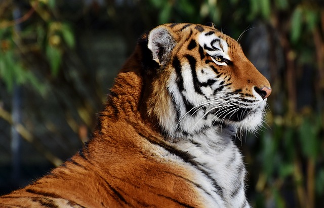 老虎 大猫 捕食者 - 上的免费照片