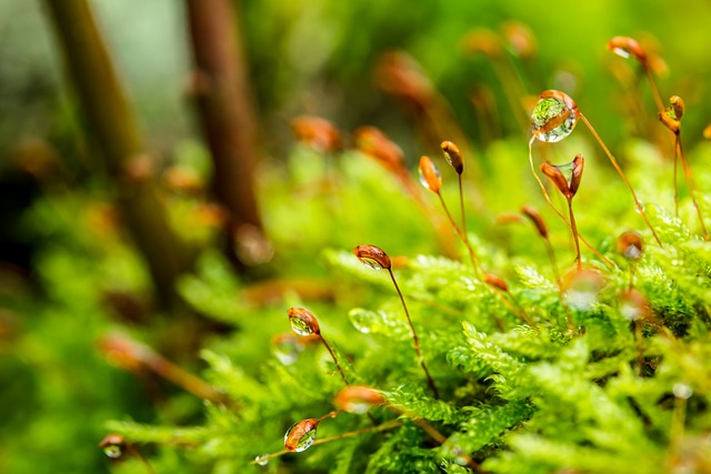 苔藓 露珠 森林地面 - 上的免费照片