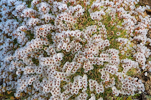 花 奇切瓦文动 鲜明的色彩 - 上的免费照片