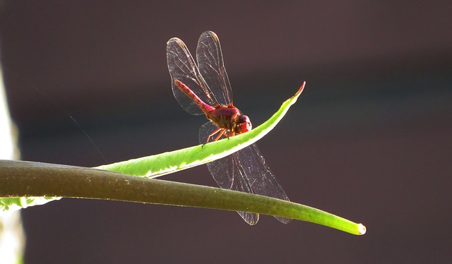 昆虫 自然 Anisoptera - 上的免费照片