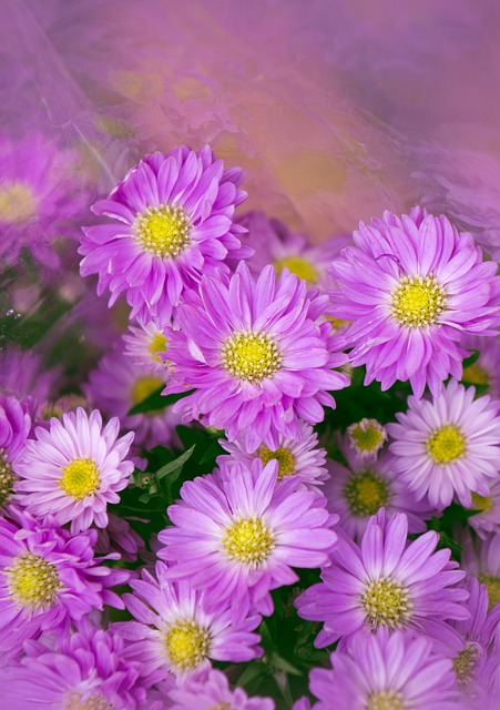 自然 Heather 紫花 - 上的免费照片