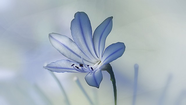 自然 花 植物群 - 上的免费照片