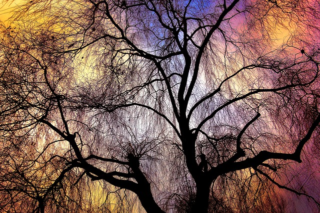 垂柳 柳 树 - 上的免费照片