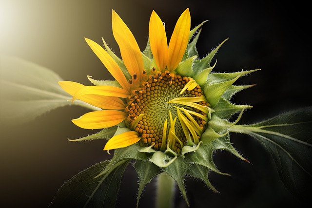 向日葵 自然 植物群 - 上的免费照片