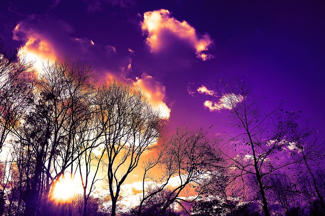 树 树剪影 秃树 - 上的免费照片