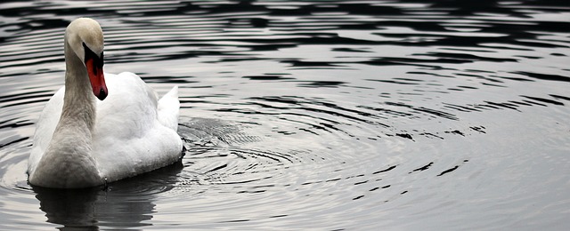 水域 天鹅 自然 - 上的免费照片