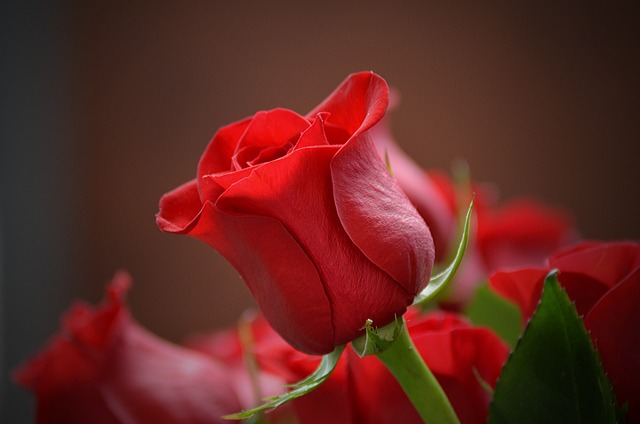 花 玫瑰 红色的 - 上的免费照片