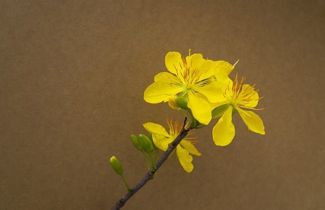 背景 杏花 春天 - 上的免费照片