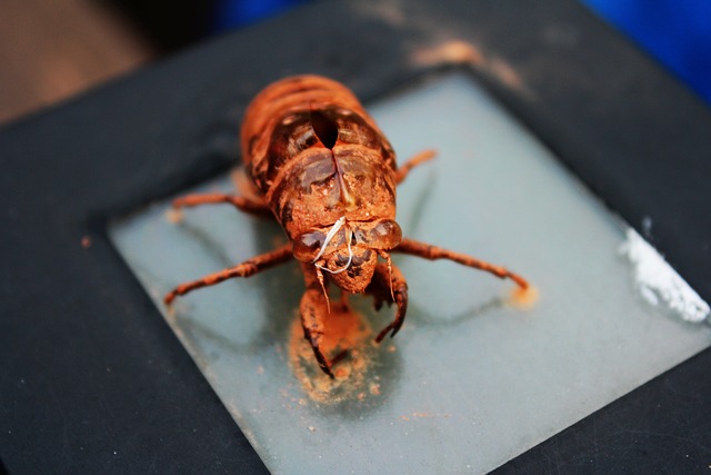 昆虫 蝉 - 上的免费照片