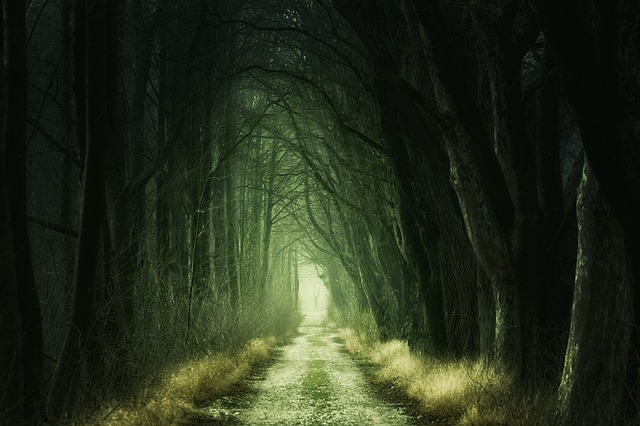 秘密 森林 黑暗 - 上的免费照片