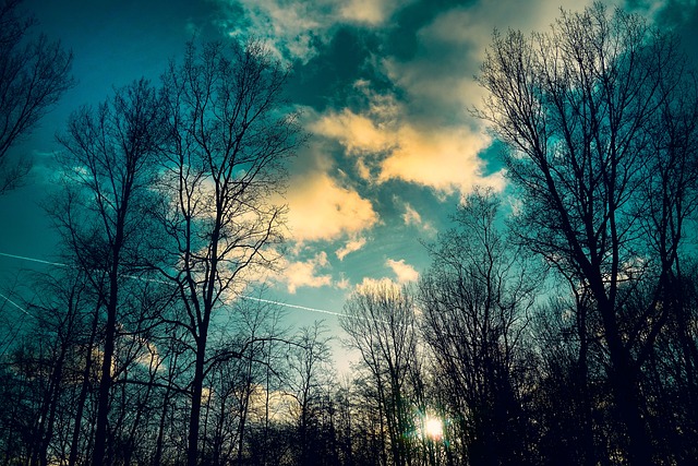 树木 秃树 冬天树 - 上的免费照片