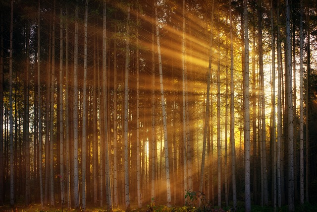 森林 阳光 射线 - 上的免费照片