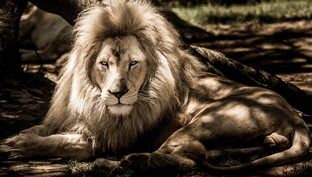 狮子 动物 鬃毛 - 上的免费照片