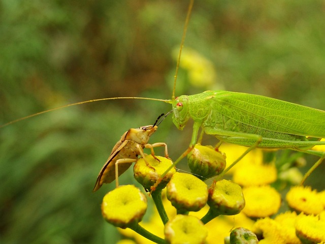 性质 植物 叶子 - 上的免费照片