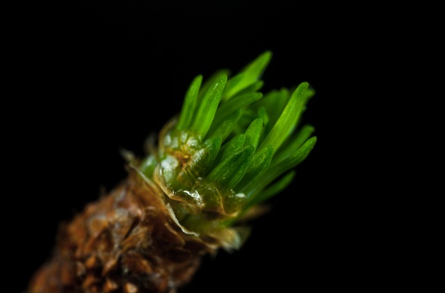 落叶松 逃亡 针 - 上的免费照片