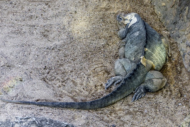Rhinocerus鬣鳞蜥 Cyclura Conuta 鬣蜥 - 上的免费照片