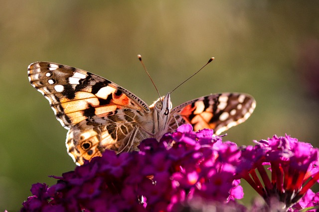 蝴蝶 凡妮莎·卡迪 昆虫 - 上的免费照片