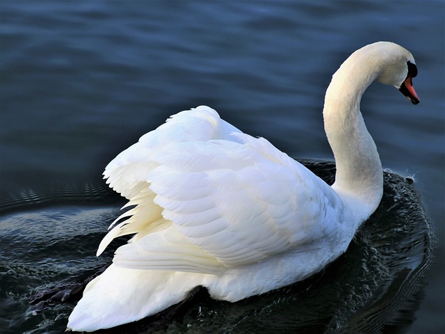 湖 水 鸟 - 上的免费照片
