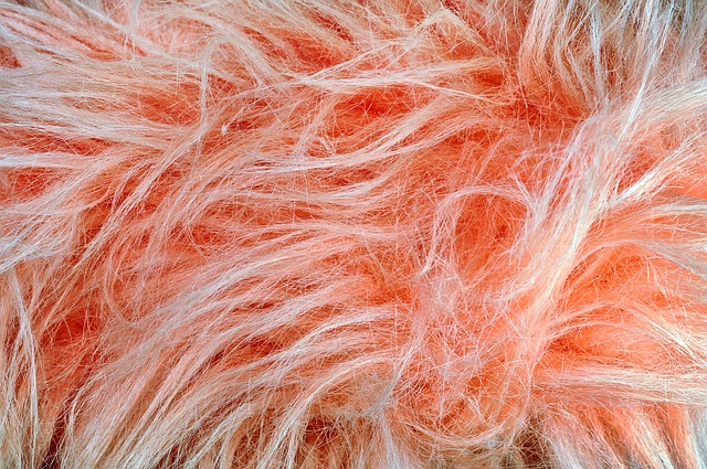 莫夫 豪华的 蓬松的 - 上的免费照片