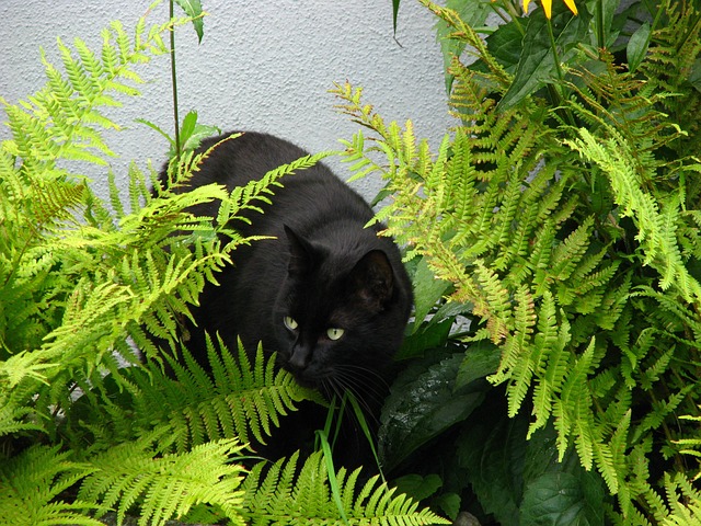 黑猫 珍贵的猫 豹 - 上的免费照片