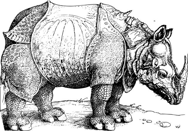 犀牛的丢勒 犀牛 丢勒 - 免费矢量图形