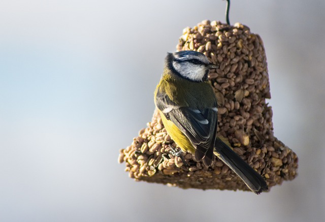 鸟 性质 一点点 - 上的免费照片