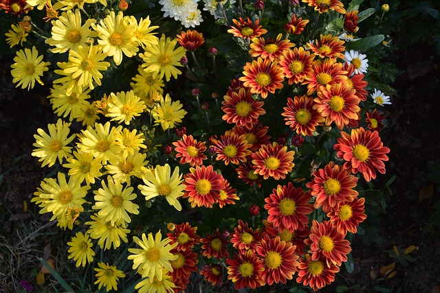 花 奇切瓦文动 鲜明的色彩 - 上的免费照片