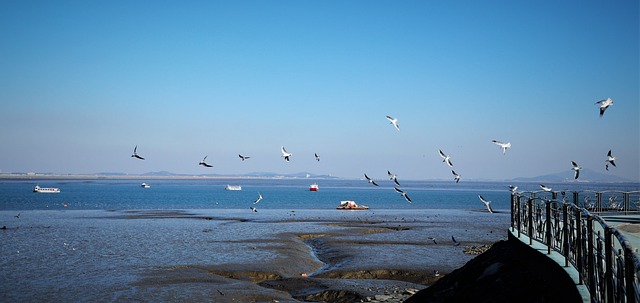 海洋 海鸥 前滩 - 上的免费照片