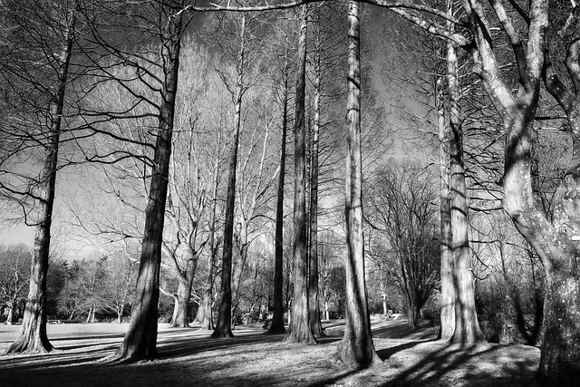 树 松树 冷杉 - 上的免费照片