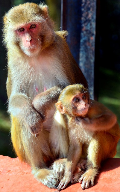 猕 猴 灵长类动物 - 上的免费照片