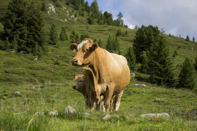 牛犊牛用 年轻的小牛 高山牧场 - 上的免费照片