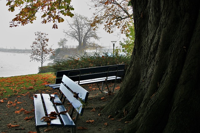 树 外部 没有一个人 - 上的免费照片