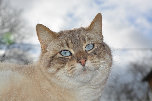 猫 猫Nala 猫科动物 - 上的免费照片
