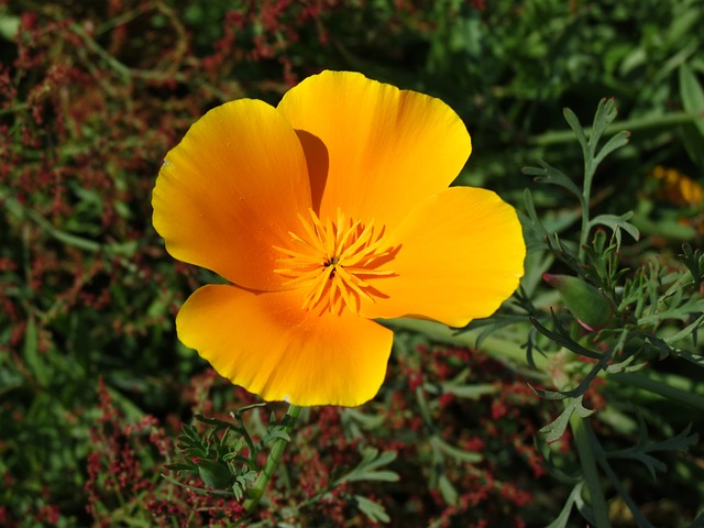 鲜花 开花 Eschscholzia 夜蛾 - 上的免费照片