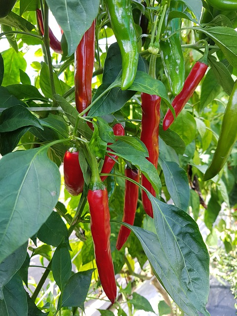 多香果 蔬菜 香料 - 上的免费照片