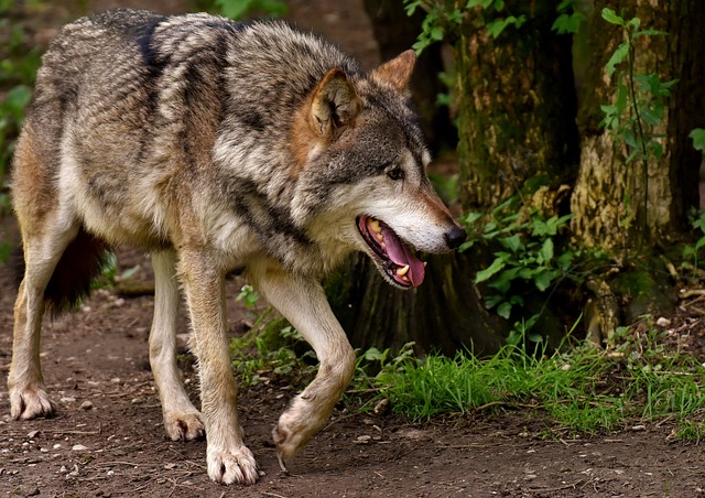 狼 野生动物 捕食者 - 上的免费照片