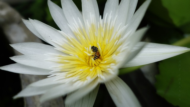 Bua裴 莲花 ?????? - 上的免费照片
