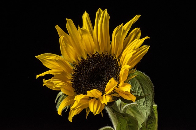 自然 花 植物 - 上的免费照片