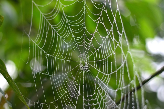 蜘蛛 Web 自然 - 上的免费照片