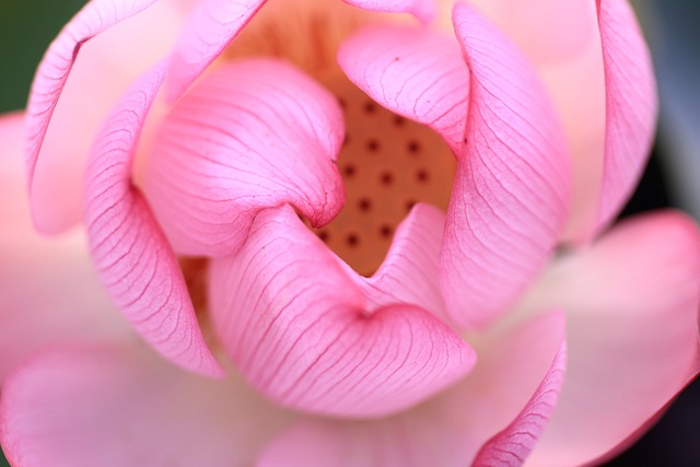 花 大自然 花瓣 - 上的免费照片