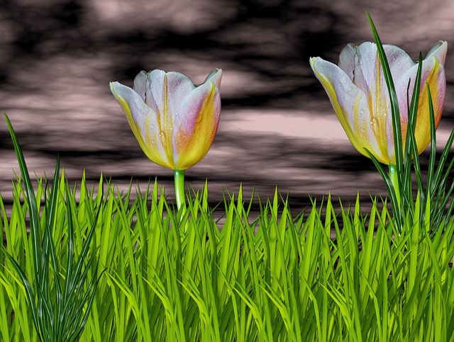 自然 花朵 花 Flor - 上的免费照片