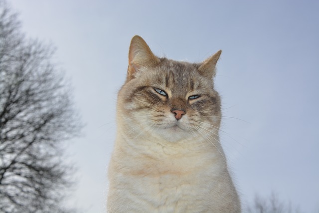 猫 猫Nala 眼睛半封闭 - 上的免费照片