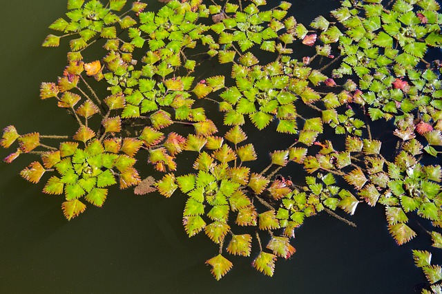 大自然 植物 叶子 - 上的免费照片