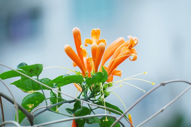 炮仗花 大自然 植物 - 上的免费照片